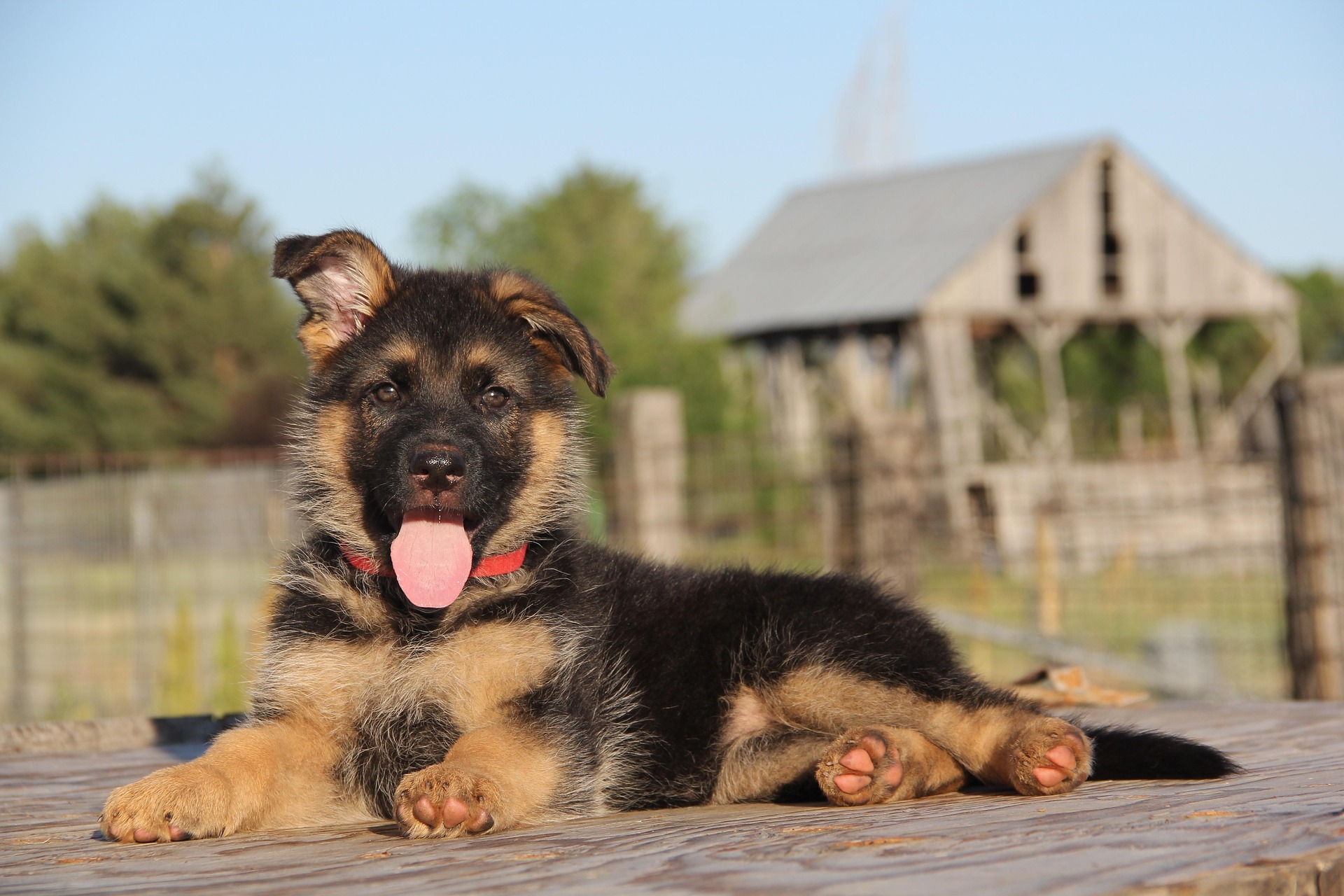 Sample WellTrained dashboard for a German Shepherd puppy